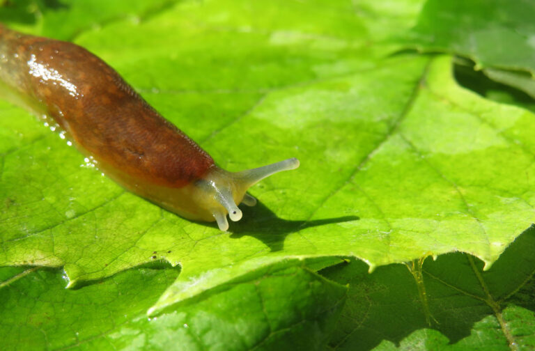 research focus slug on leaf